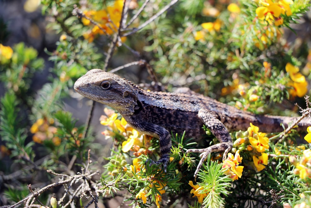 brown and black lizard on green plant