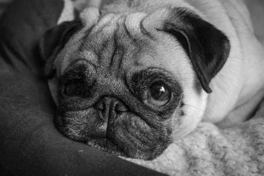 grayscale photo of pug lying on textile