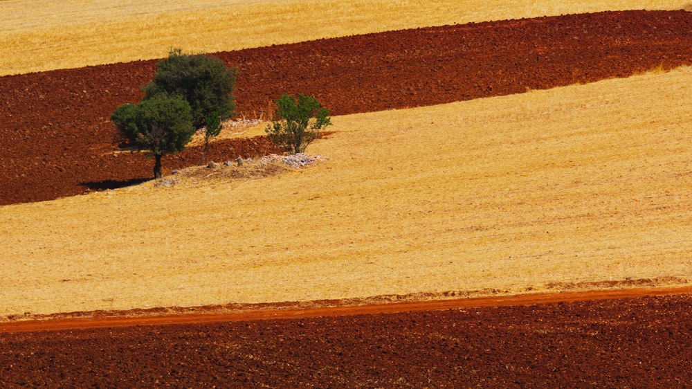 green trees on brown field during daytime