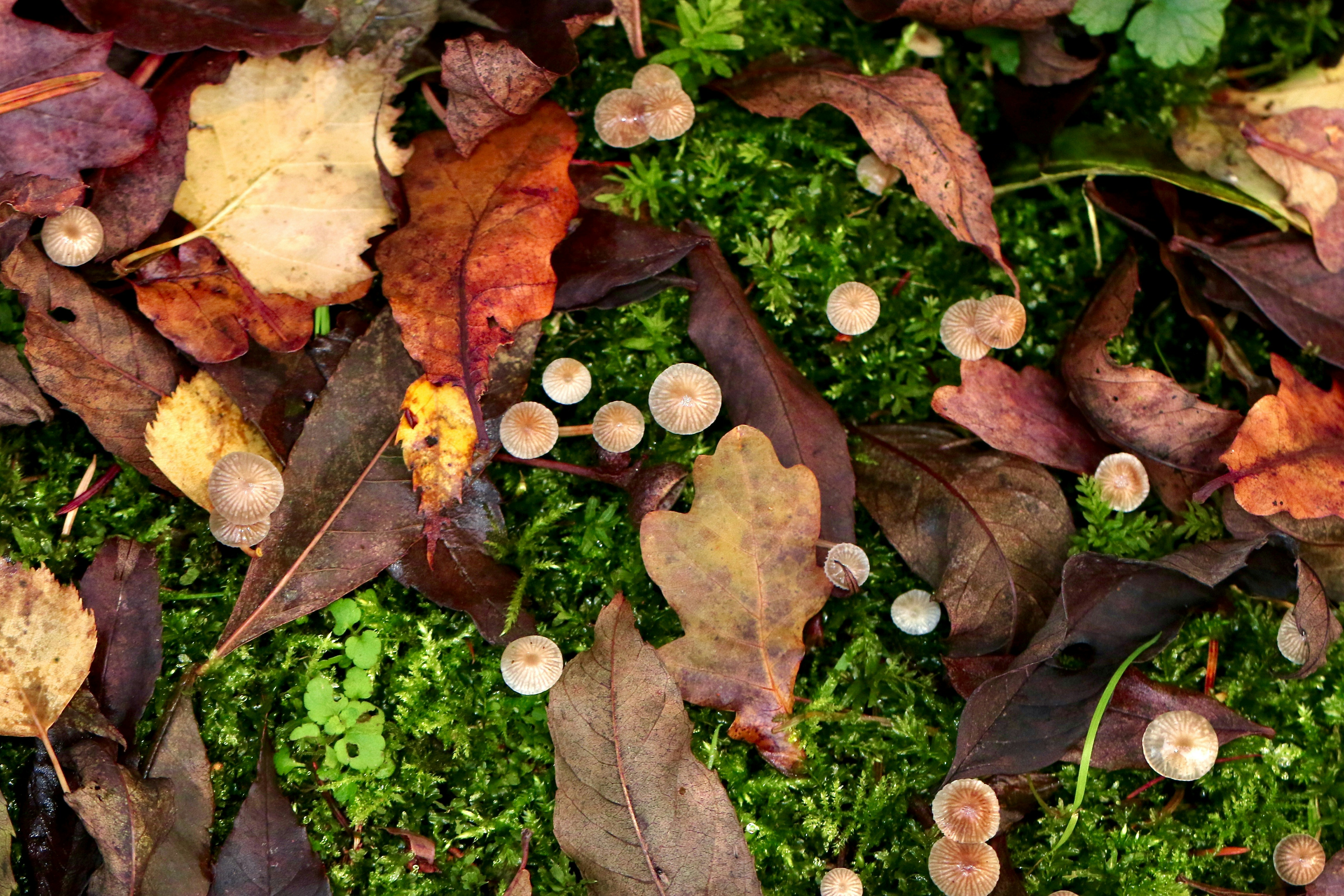 Voordelen van kamerplanten