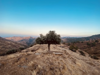 green tree on brown grass field during daytime