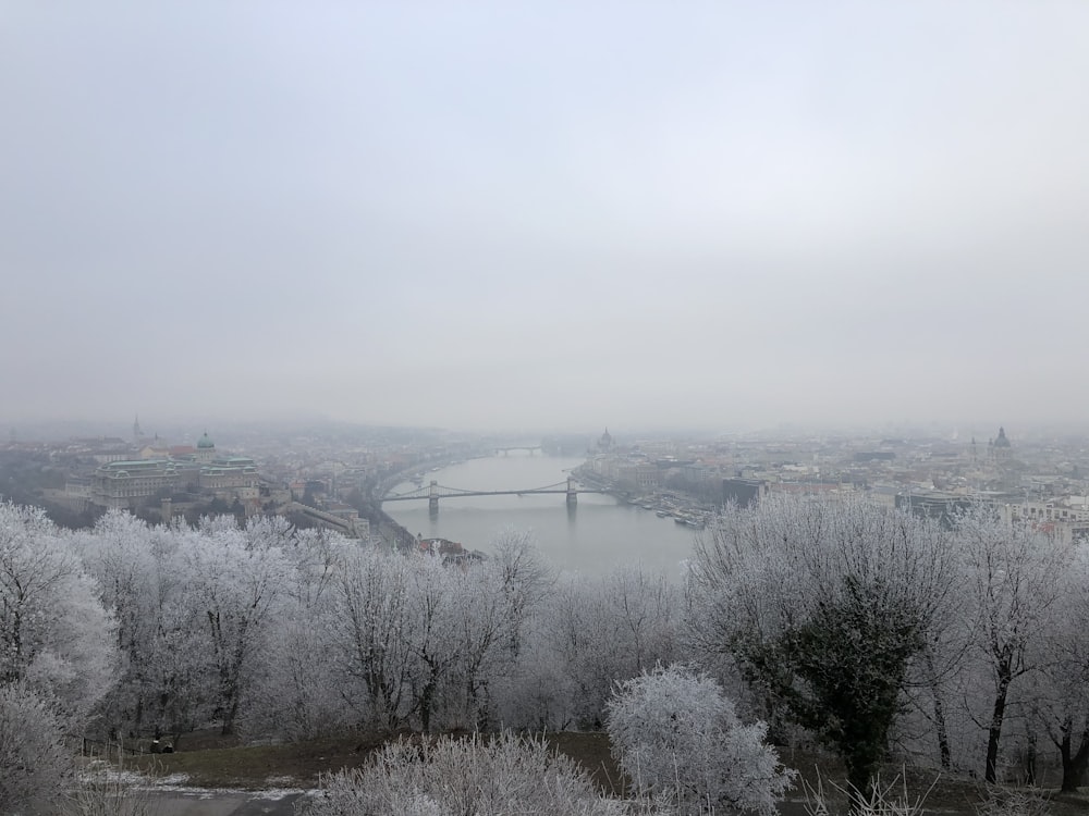 aerial view of trees and river during daytime