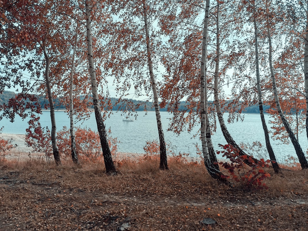 photo of Solina Forest near Bieszczady Mountains