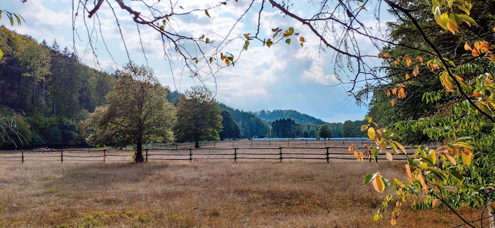 green grass field with white wooden fence