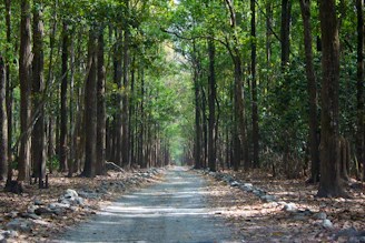 gray pathway between green trees during daytime