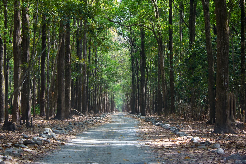 gray pathway between green trees during daytime