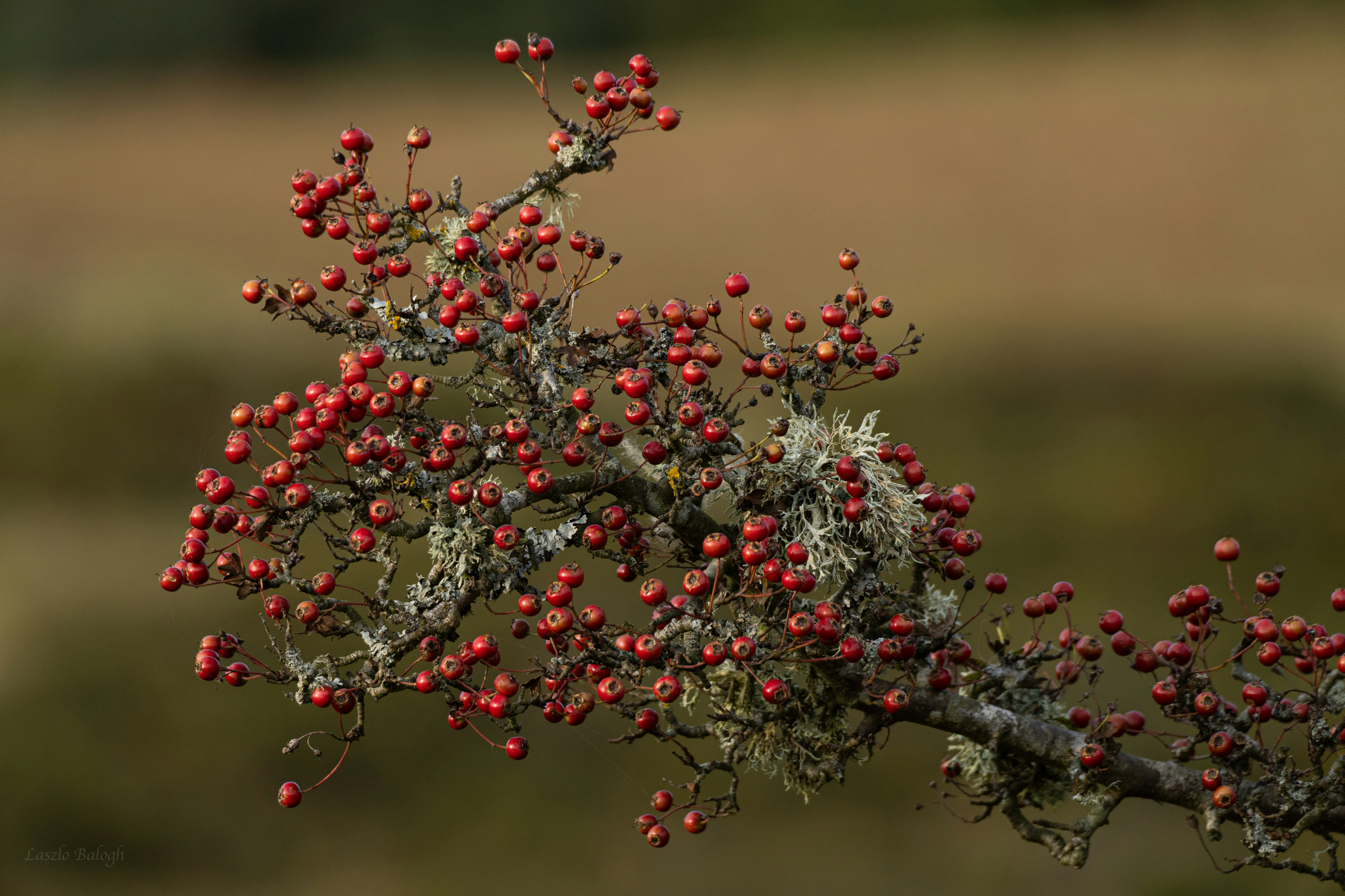 a small tree with red berries on it