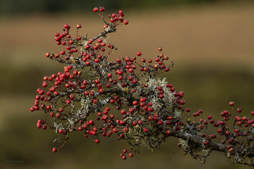 a small tree with red berries on it