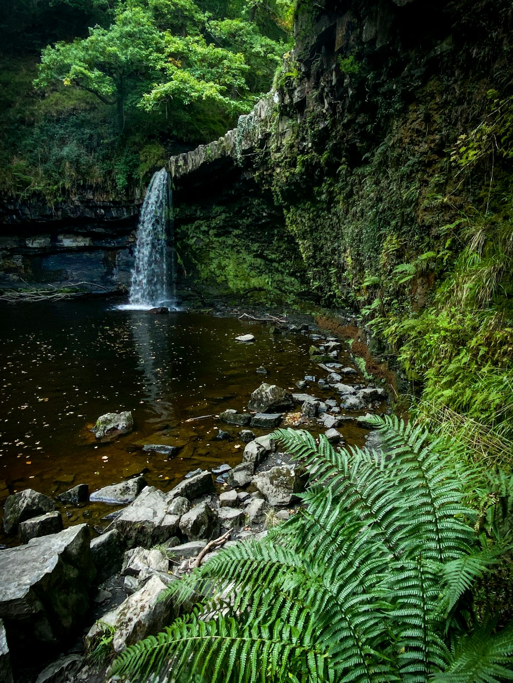 green moss on rocky river