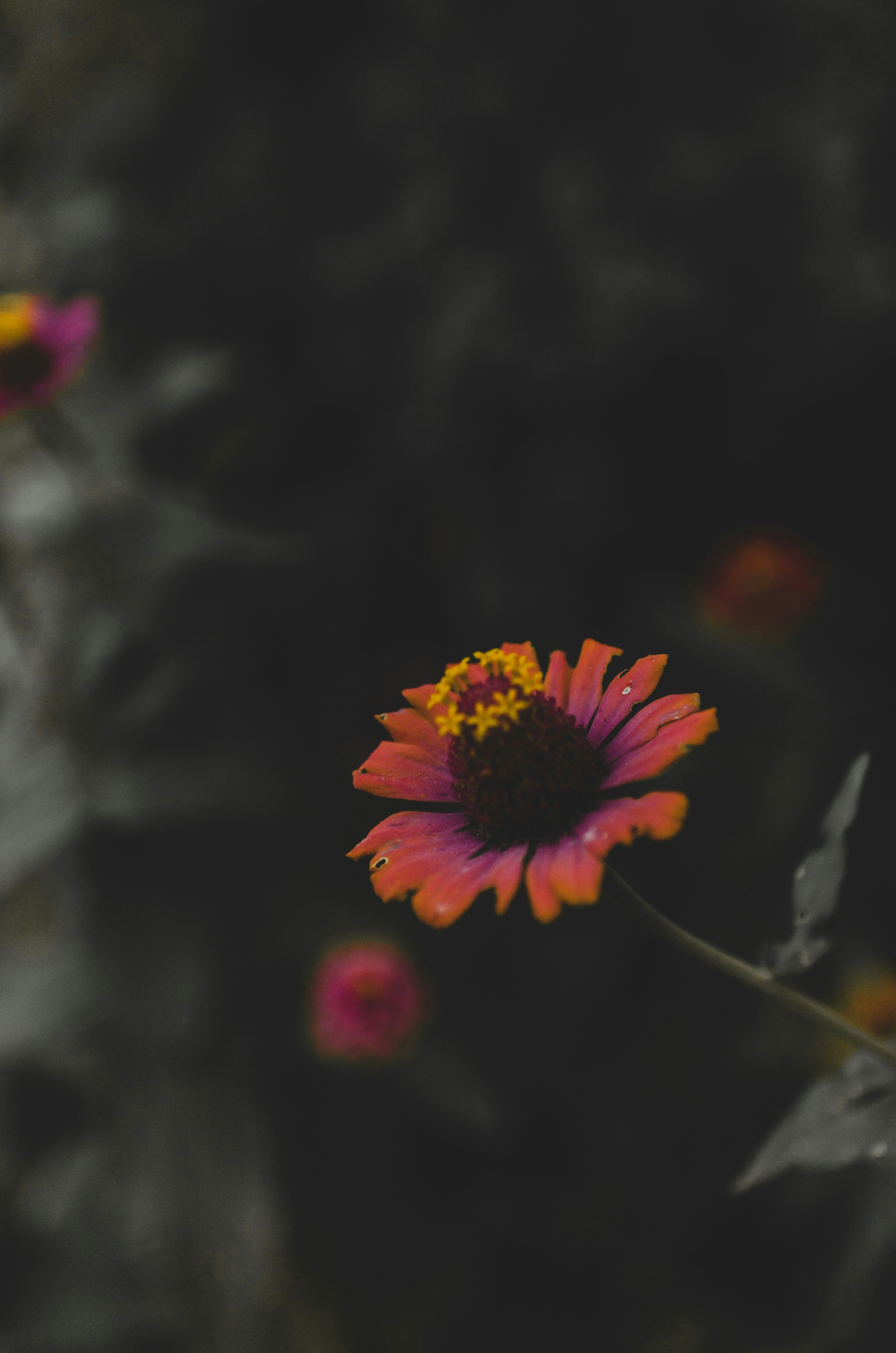 Photo by gamanalice3012