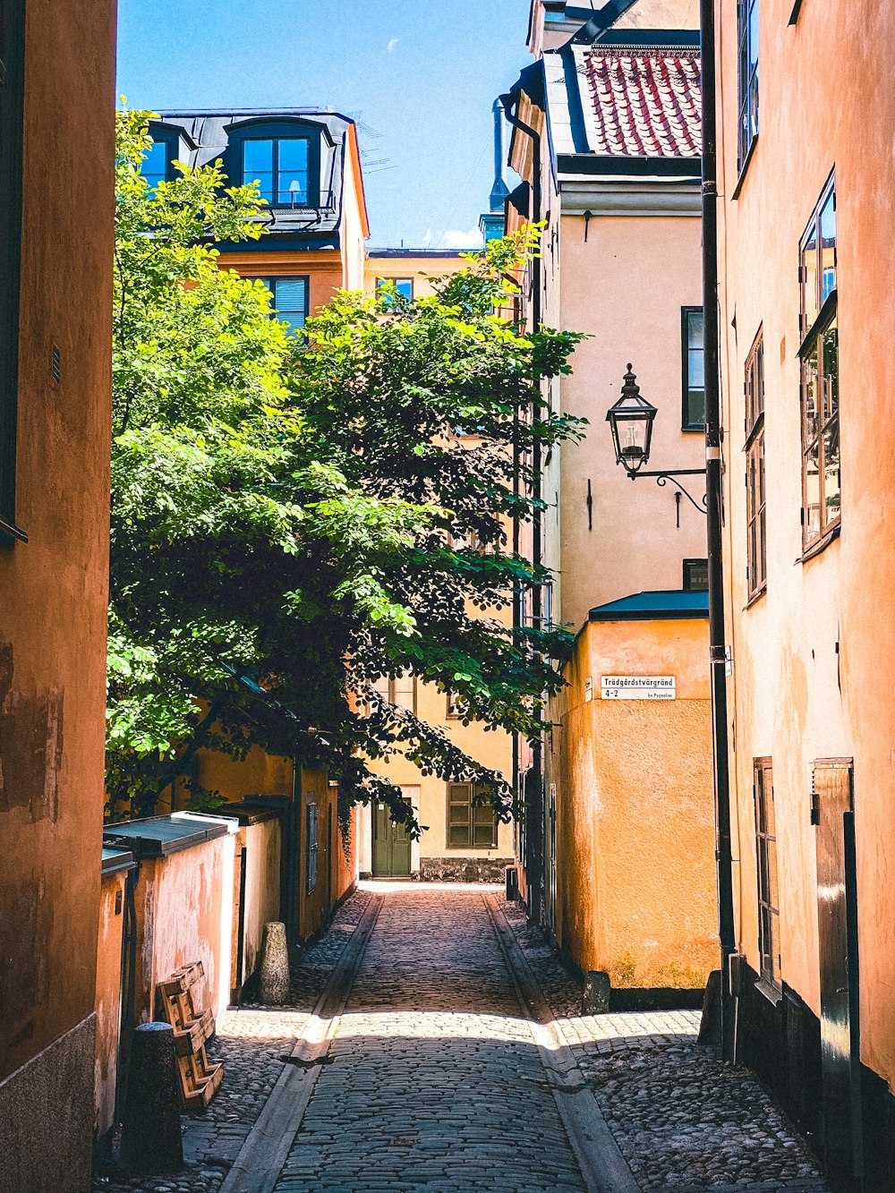 green tree in between of brown concrete buildings during daytime