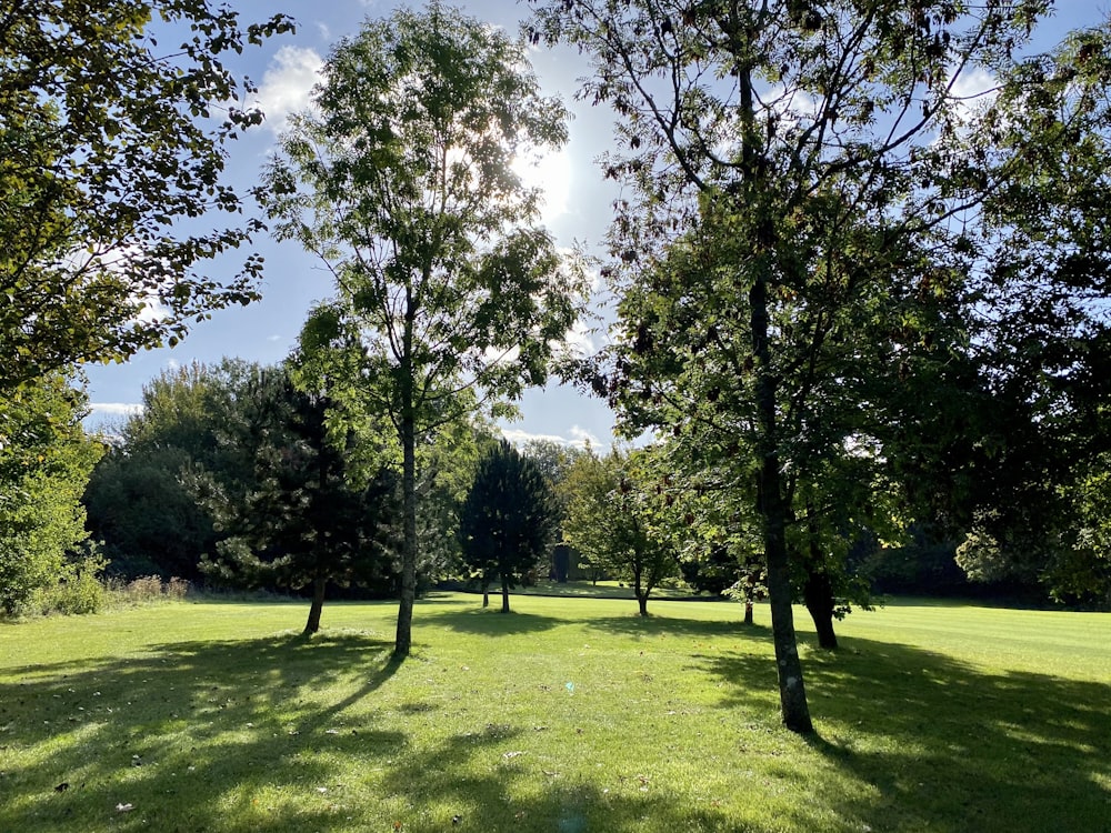Grünes Grasfeld mit Bäumen tagsüber