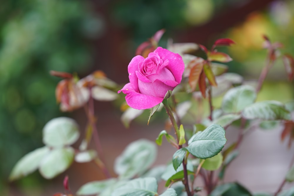 pink rose in bloom during daytime