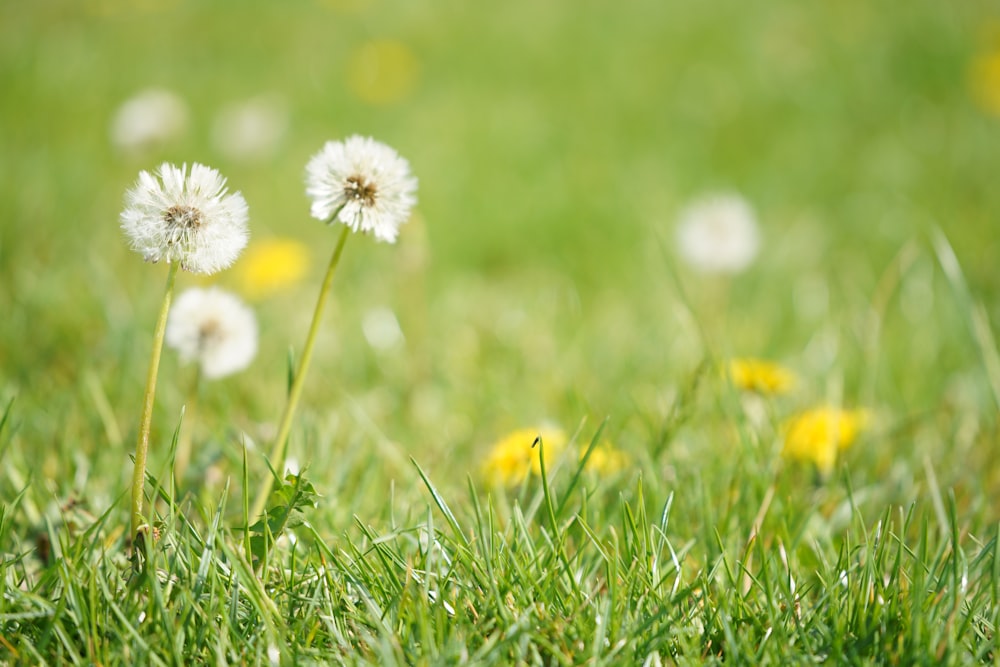 white flowers on green grass field during daytime