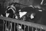 Several cows are in a barn area, with some cattle staring directly at the camera. They have ear tags and are behind a metal fence. The image is in black and white.