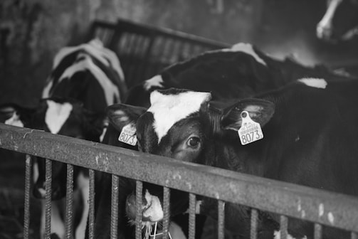 Several cows are in a barn area, with some cattle staring directly at the camera. They have ear tags and are behind a metal fence. The image is in black and white.