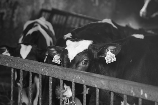 Several cows are in a barn area, with some cattle staring directly at the camera. They have ear tags and are behind a metal fence. The image is in black and white.