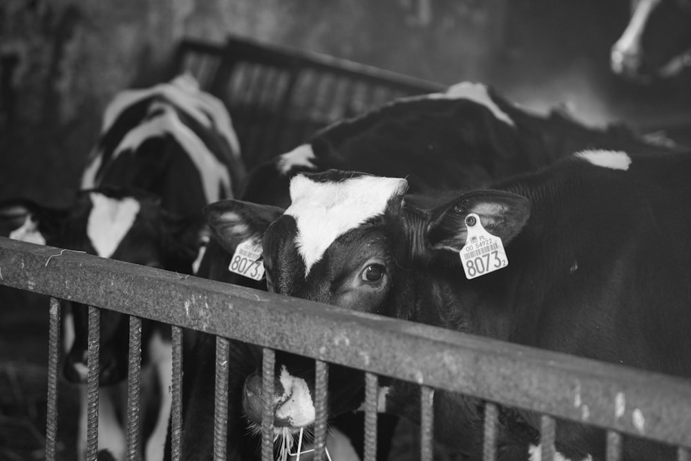 grayscale photo of cow in cage