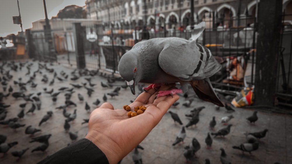 person holding gray and white bird