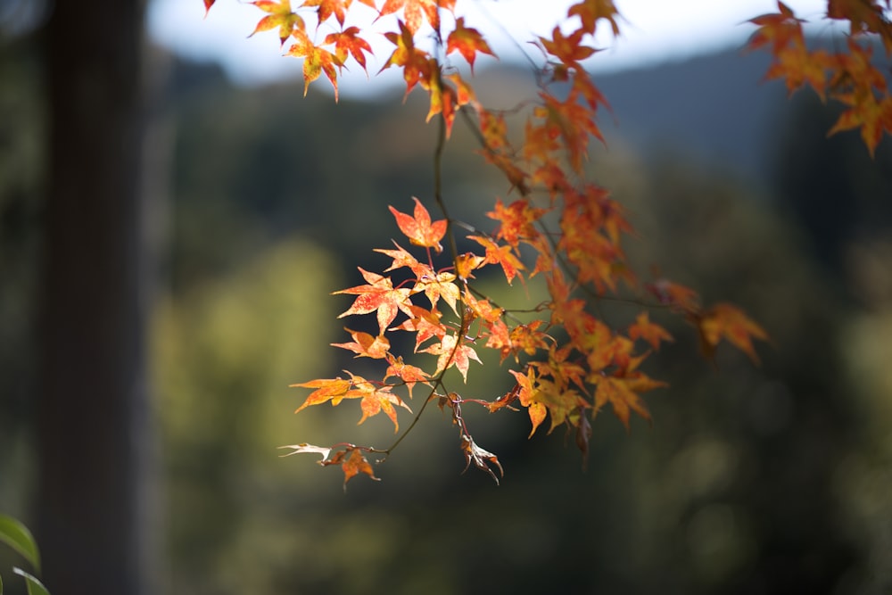 orange maple leaves in tilt shift lens