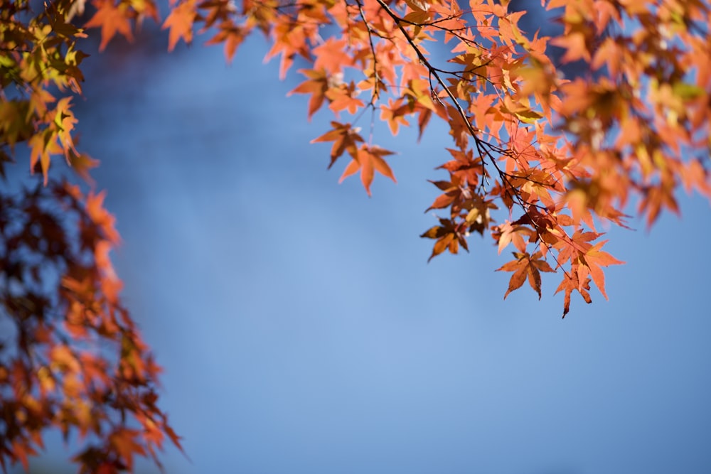 brown leaves in tilt shift lens