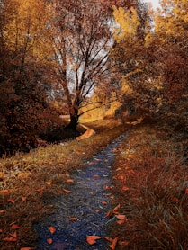 brown and green trees on forest during daytime