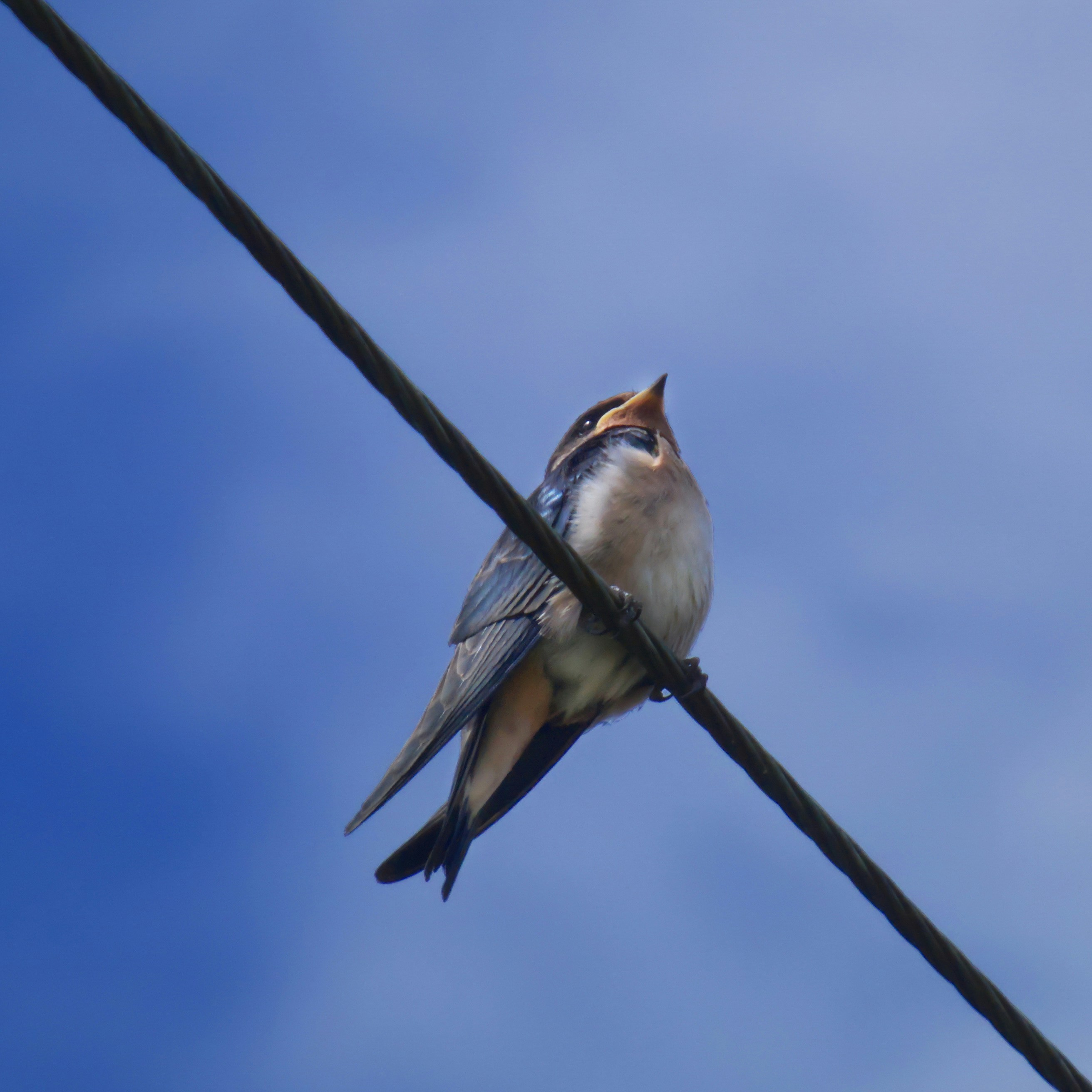 Photo by chris_papaux