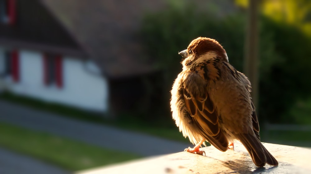 昼間の白い表面に茶色の鳥