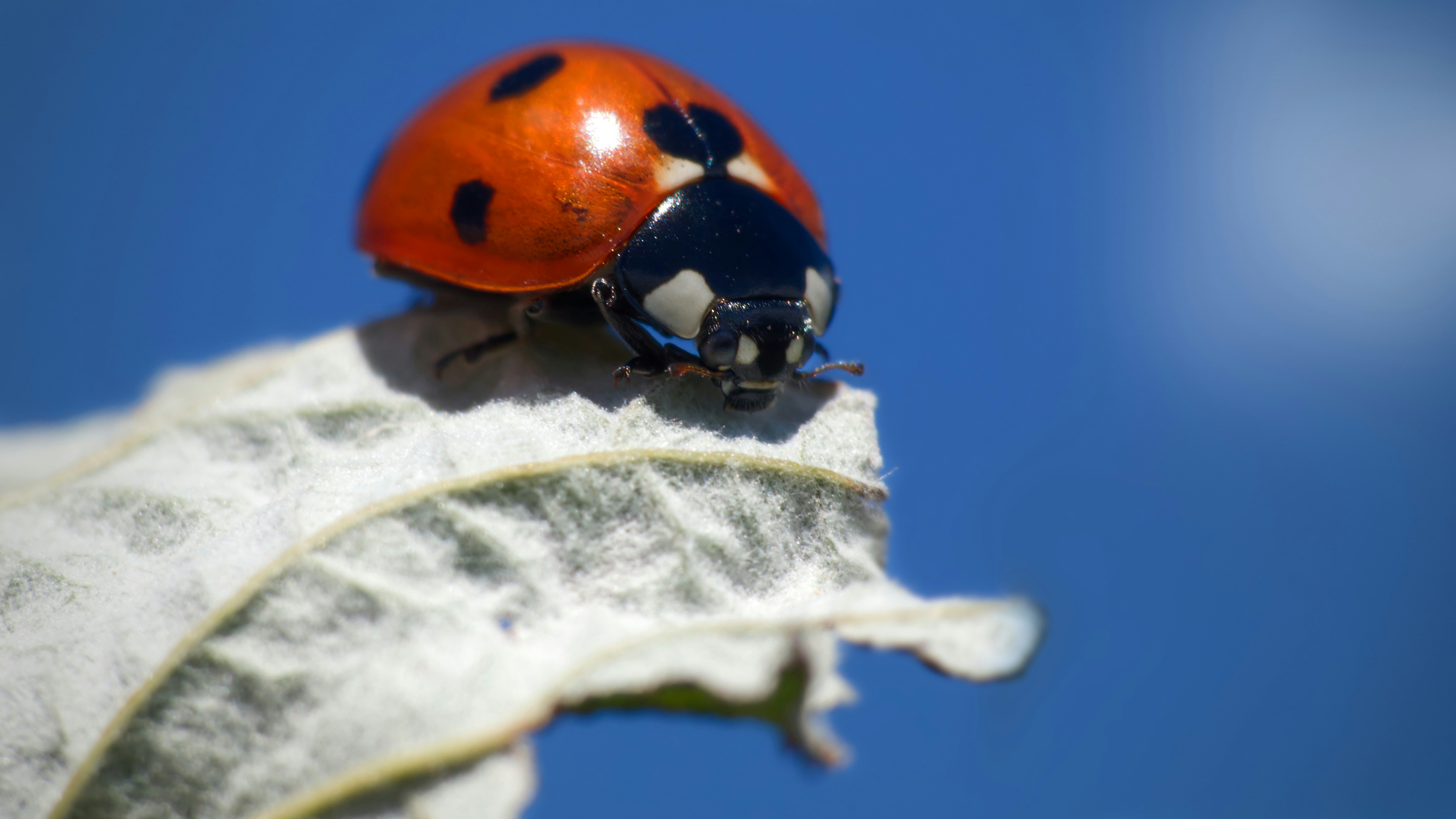 red and black ladybug on green leaf