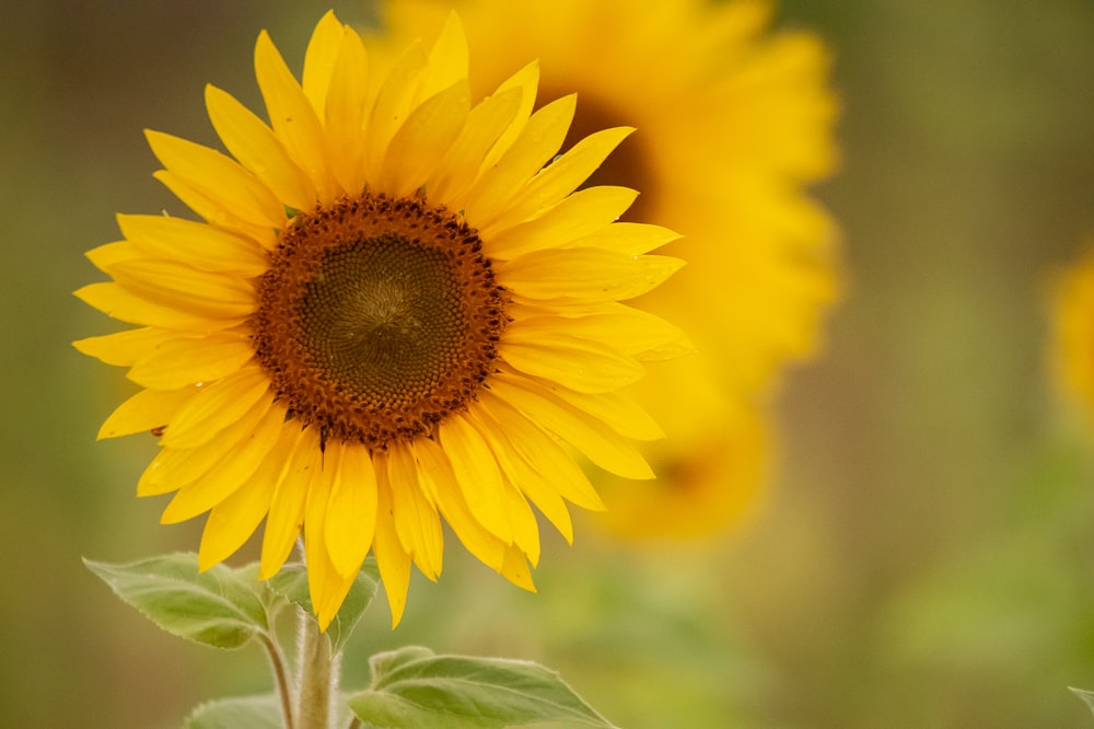 yellow sunflower in close up photography