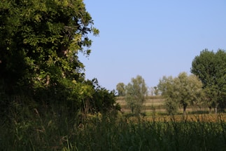 A serene landscape showcasing lush greenery and research tools.