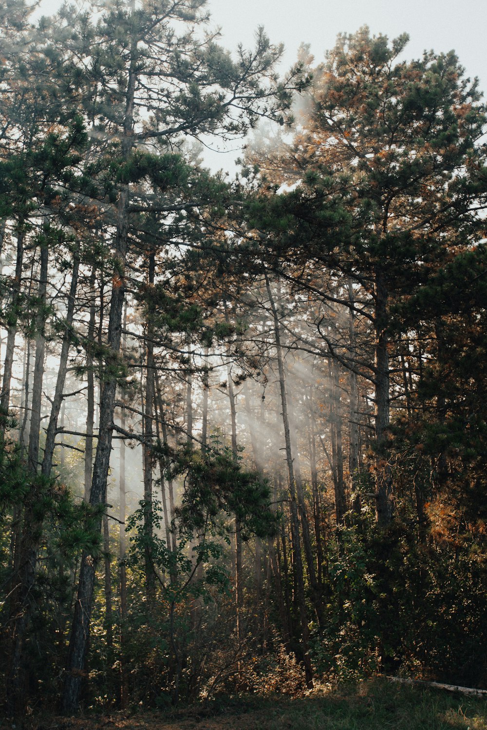 green and brown trees under white sky during daytime