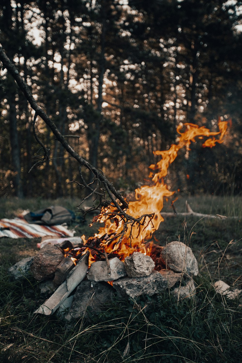 burning woods on fire pit