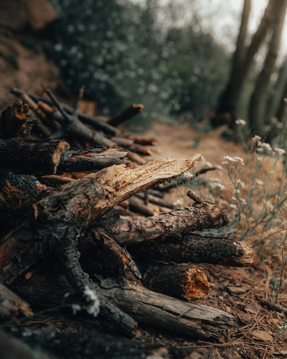 brown wood log on brown soil