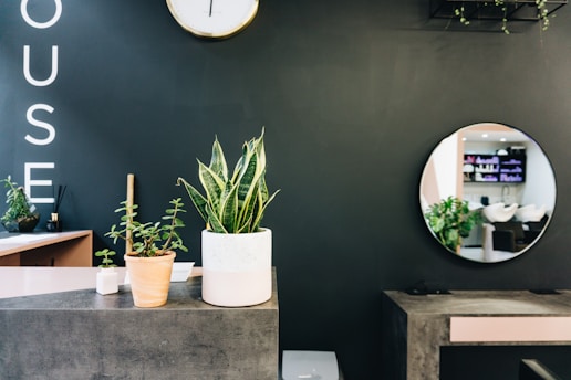 green plant on white ceramic pot salon studio