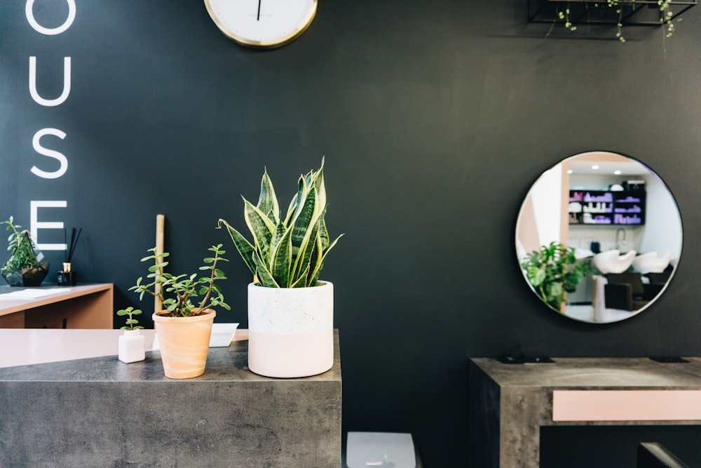 green plant on white ceramic pot