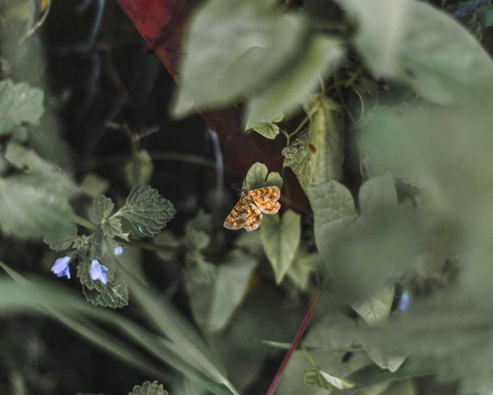 yellow and black butterfly on white flower