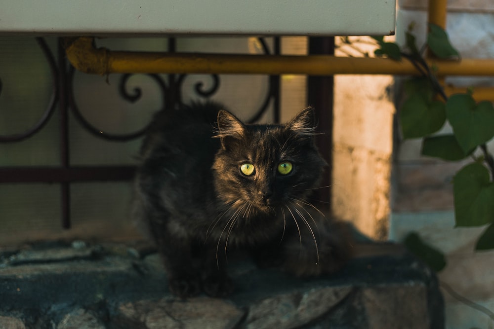 a cat sitting on a bench