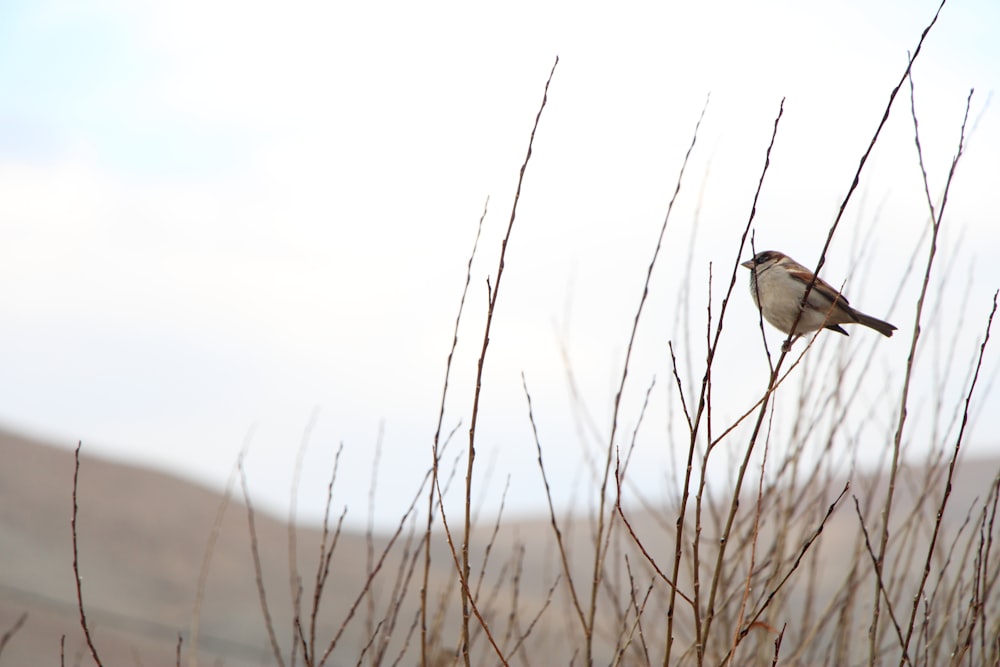 brown bird on brown grass during daytime