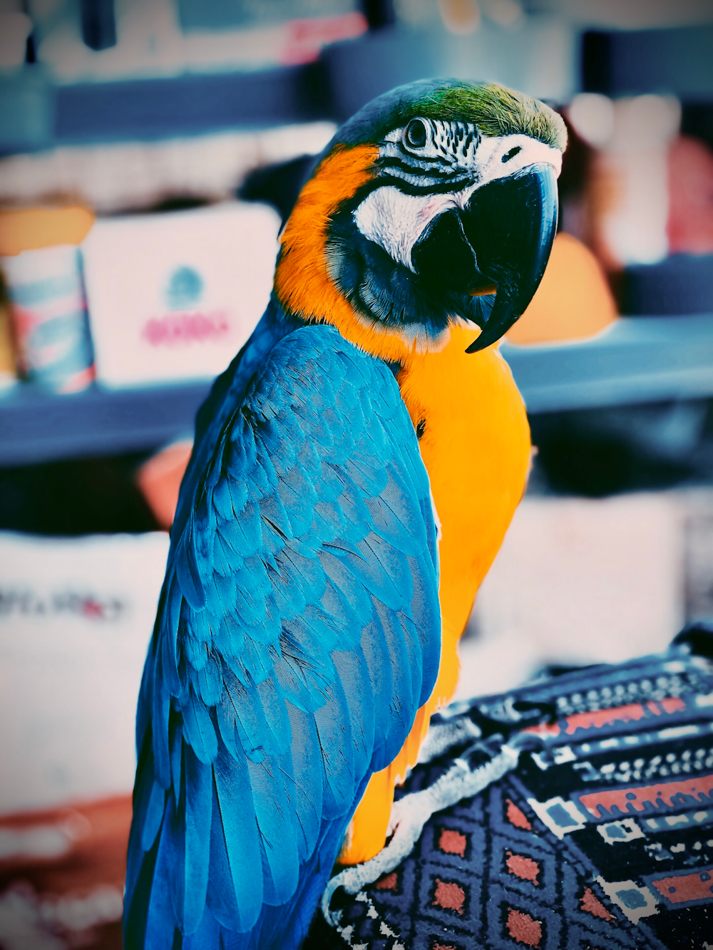 blue yellow and white macaw