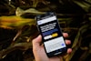 A smartphone is being held in a hand against a background of corn plants. The phone display shows a webpage with text promoting business services, featuring a call-to-action button and the phrase 'Now is the time, you start getting more business online!'