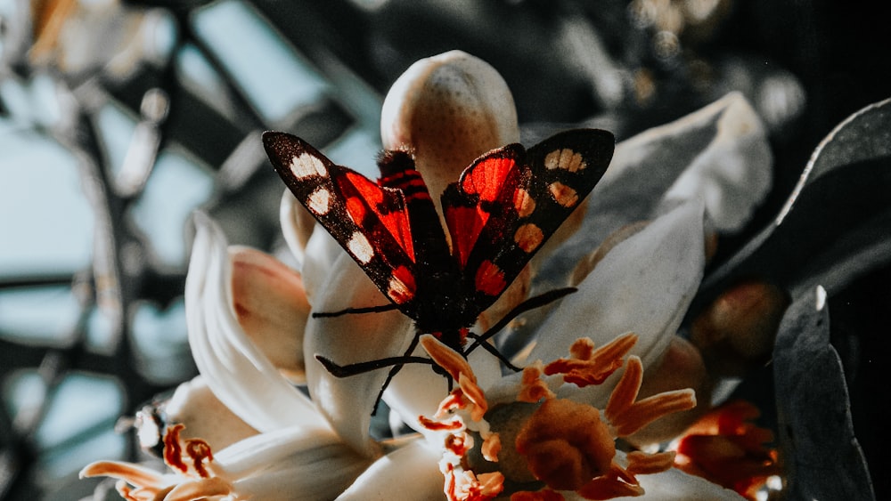 black red and white butterfly perched on white flower