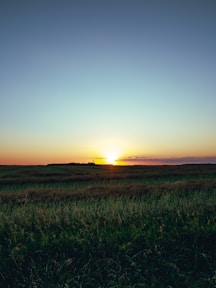 green grass field during sunset