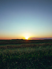 green grass field during sunset