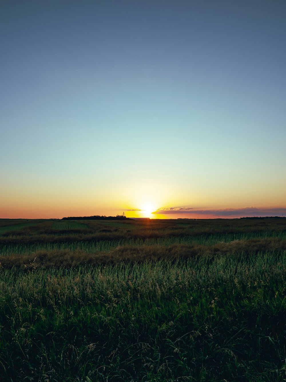 Grünes Grasfeld bei Sonnenuntergang