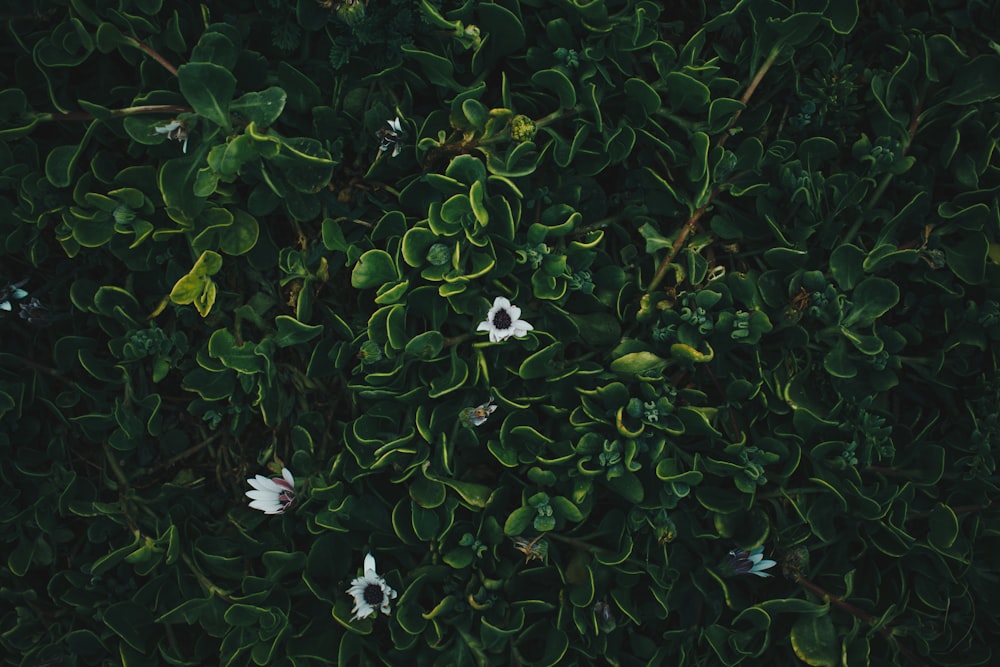 weiße Blüten mit grünen Blättern