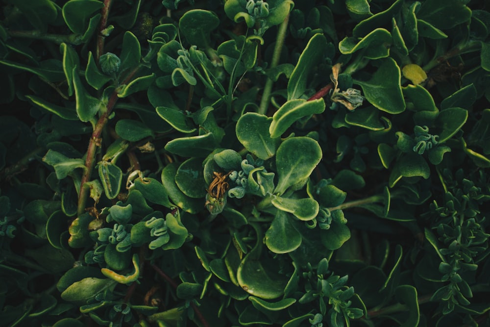 Planta verde con hojas verdes