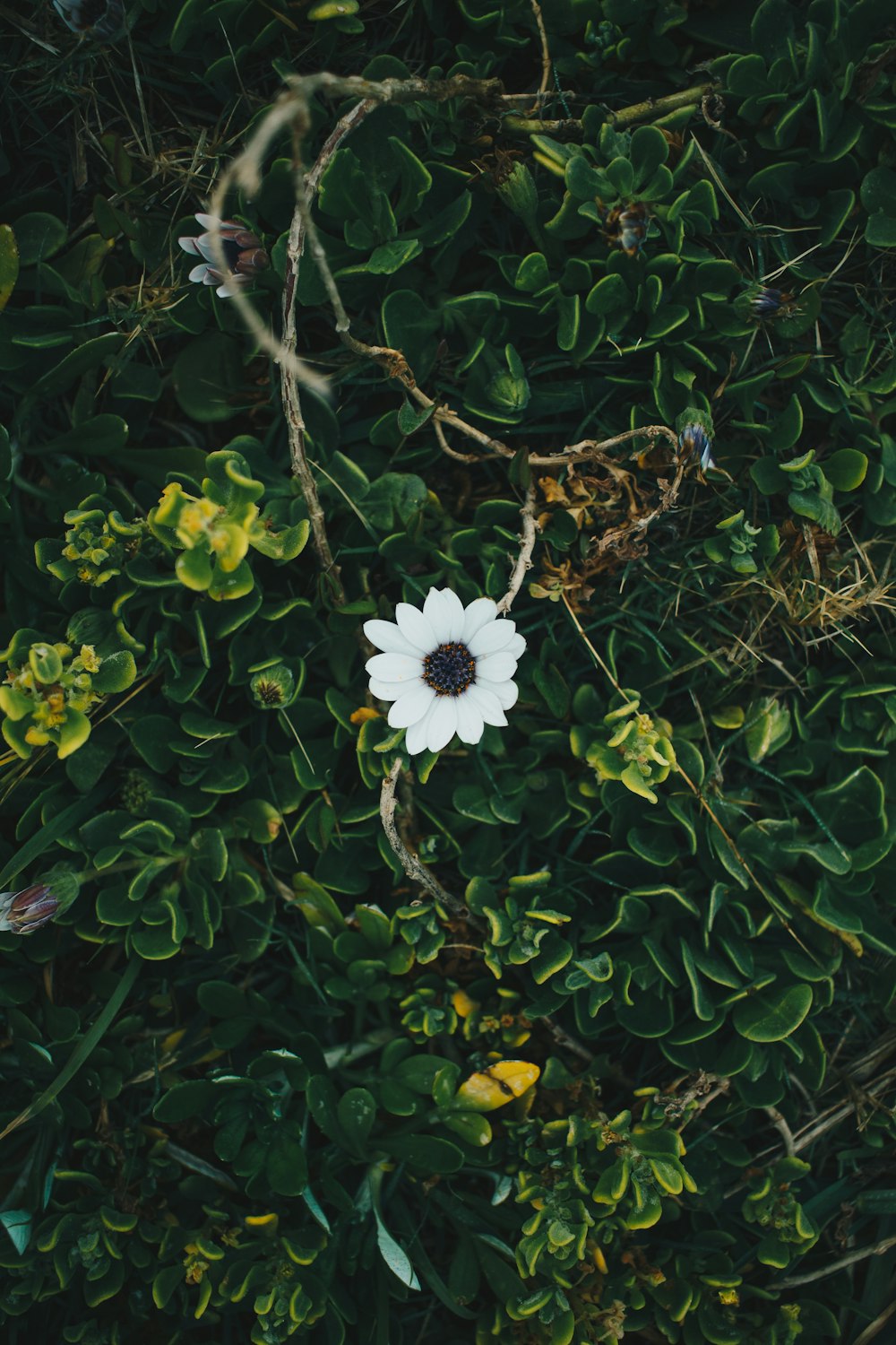 flor branca com folhas verdes