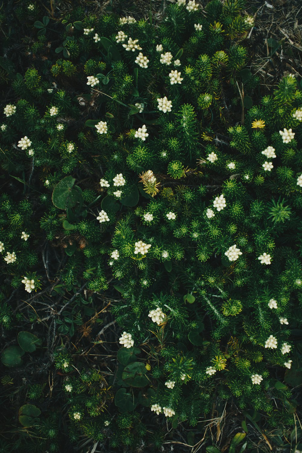 緑の葉を持つ白と黄色の花