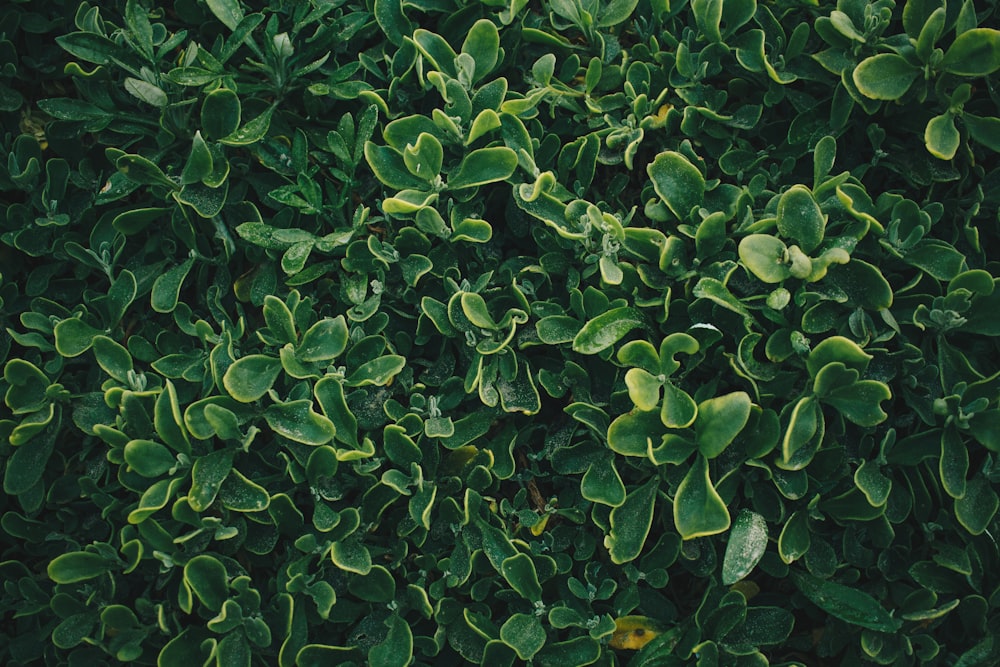 green leaves on the ground